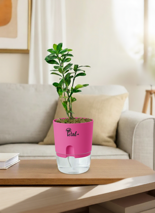 ZZ Plant with Self Watering Pot