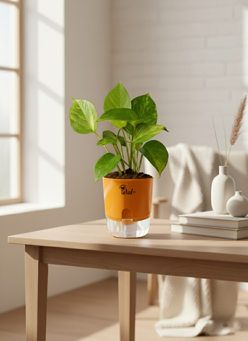 Money Plant with Self Watering Pot