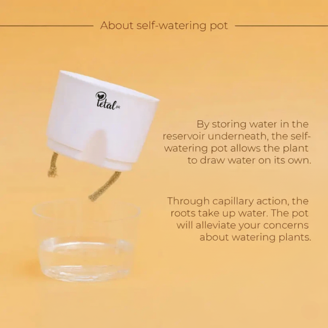 SET OF 3 SELF WATERING POTS WITH OUT PLANT in black Green orange color