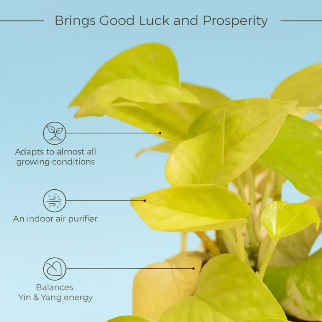 Money Plant with Self Watering Pot