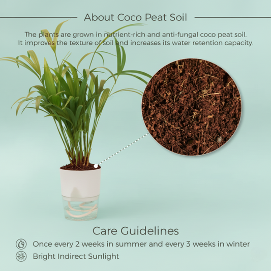 Areca Palm Plant With Self-Watering Pot