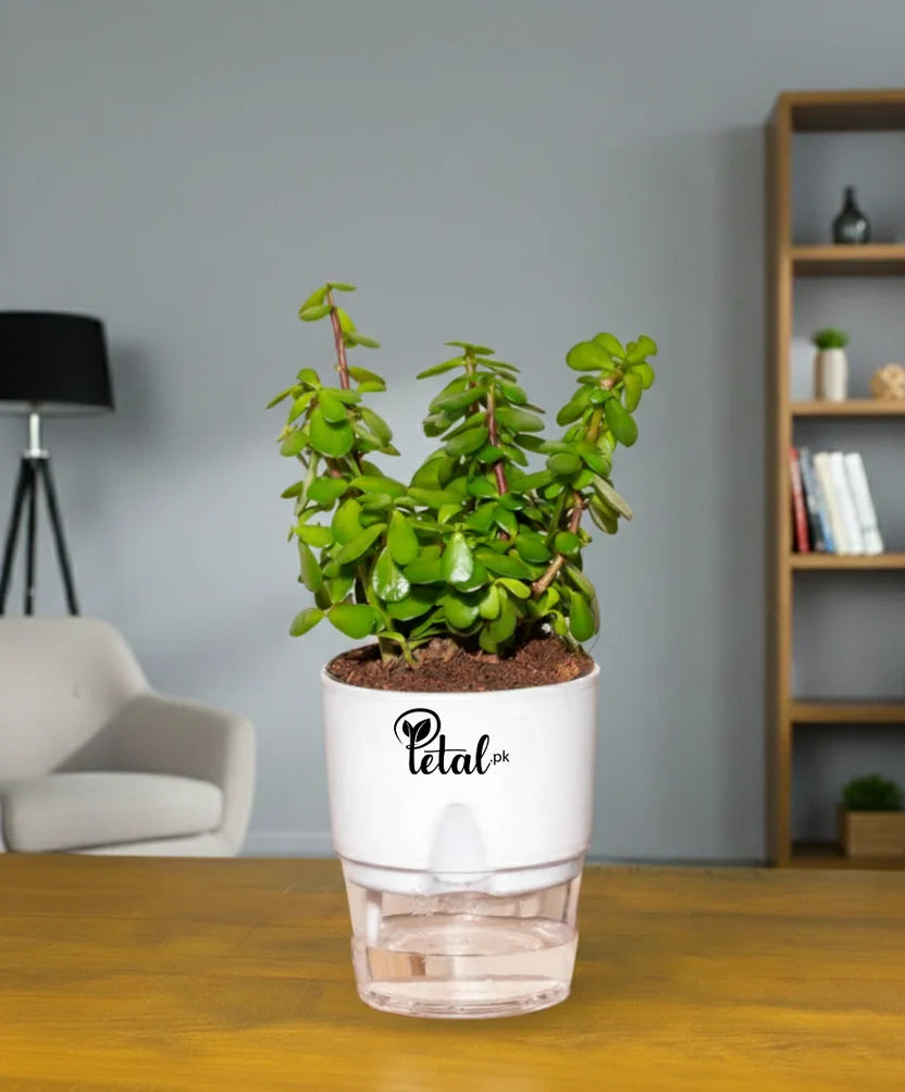 jade plant self watering pot Jade Plant With Self Watering Pot Lucky Plant – Petal.pk