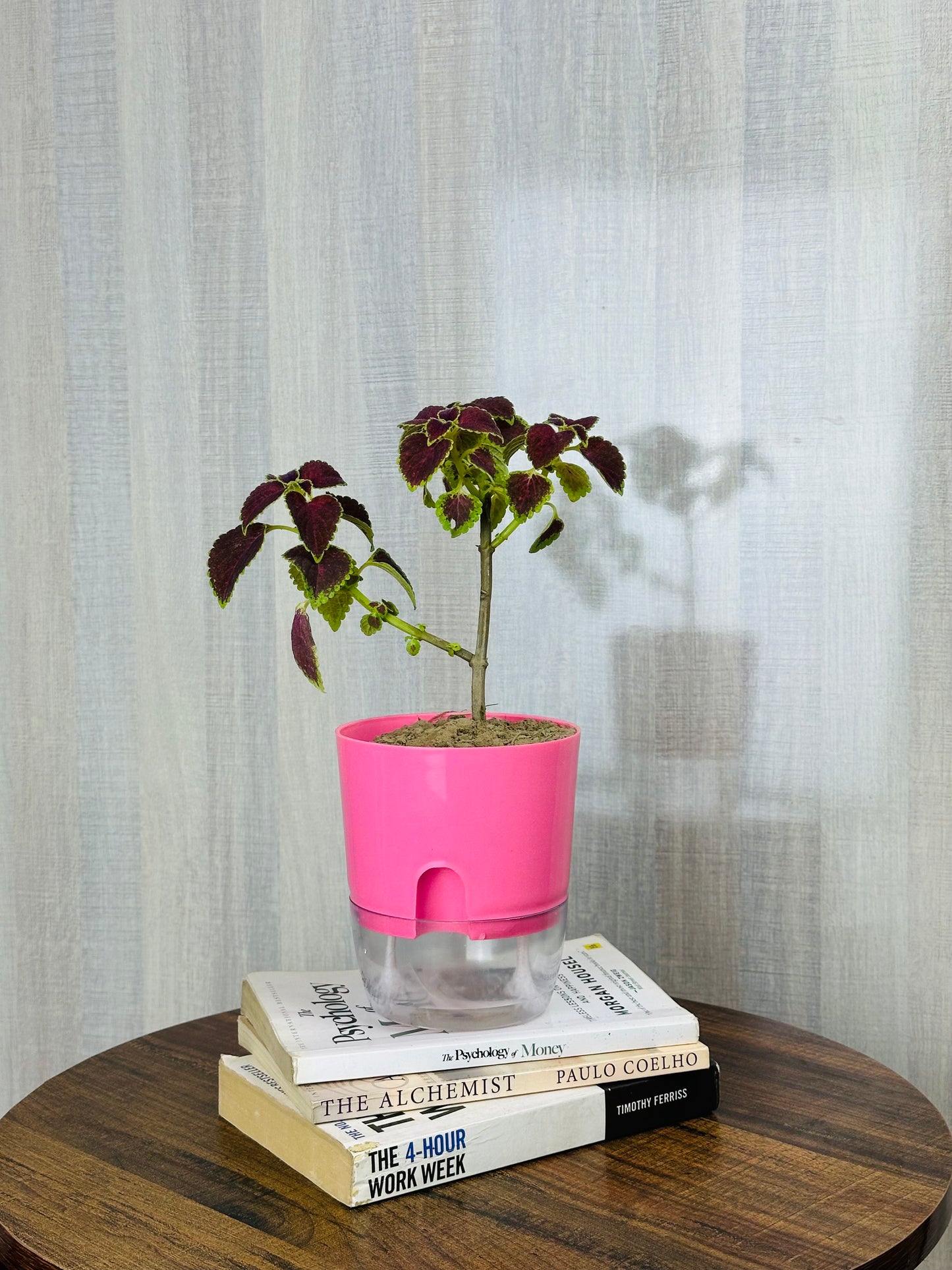 Coleus Red Heart Plant with Self Watering Pot