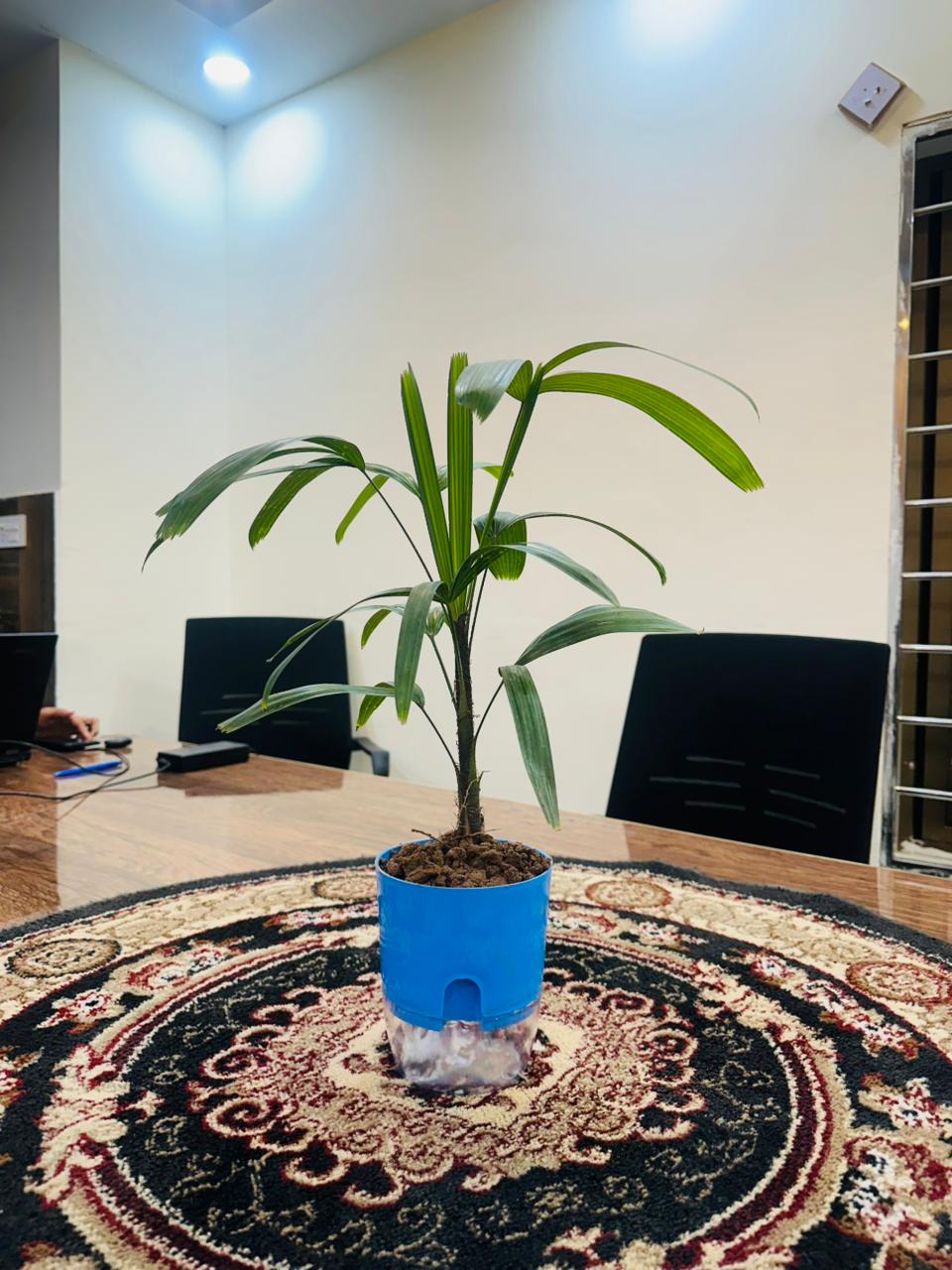 Areca Palm Plant With Self-Watering Pot