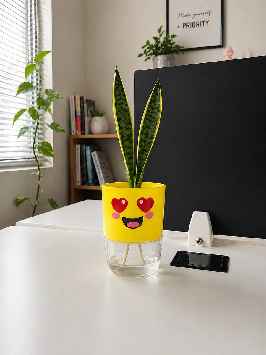 3 Cute Self-Watering Pots for Rs. 1,799