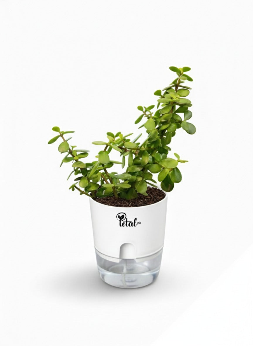 Jade Plant With Self Watering Pot