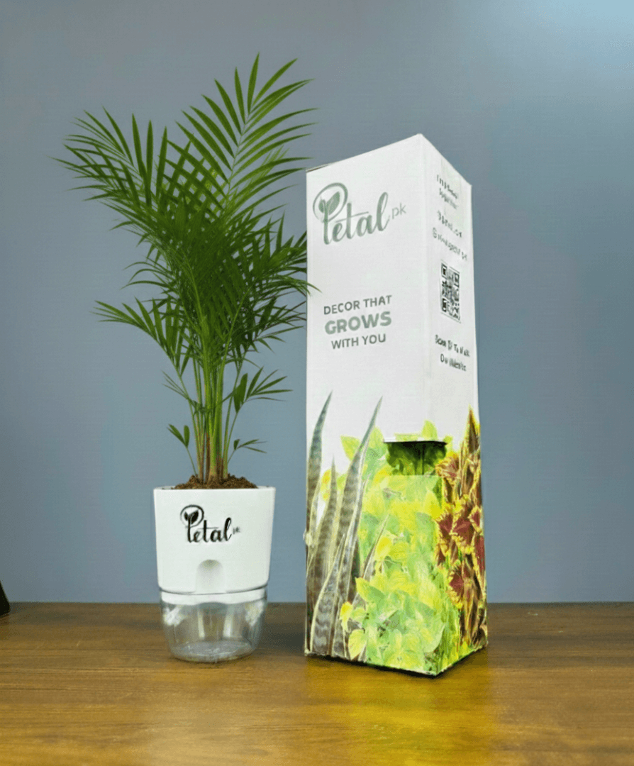 Areca Palm Plant With Self-Watering Pot