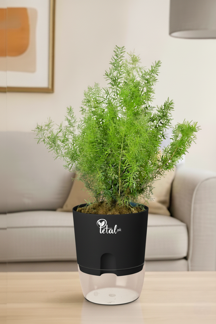 Asparagus Fern - With Self Watering pot