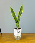Snake Plant With Self Watering Pot
