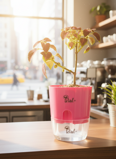 Coleus Red Heart Plant with Self Watering Pot