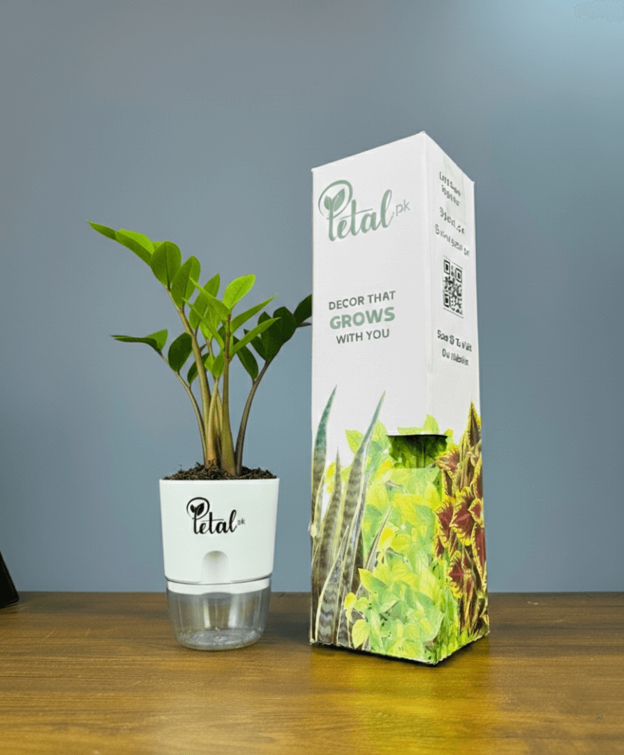 ZZ Plant with Self Watering Pot