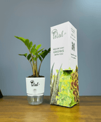 ZZ Plant with Self Watering Pot