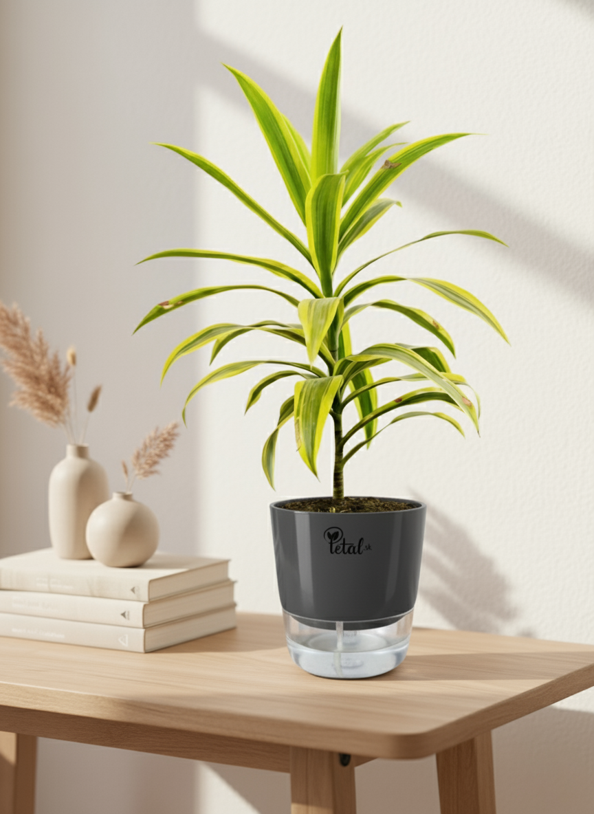Dracaena reflexa With Self Watering Pot