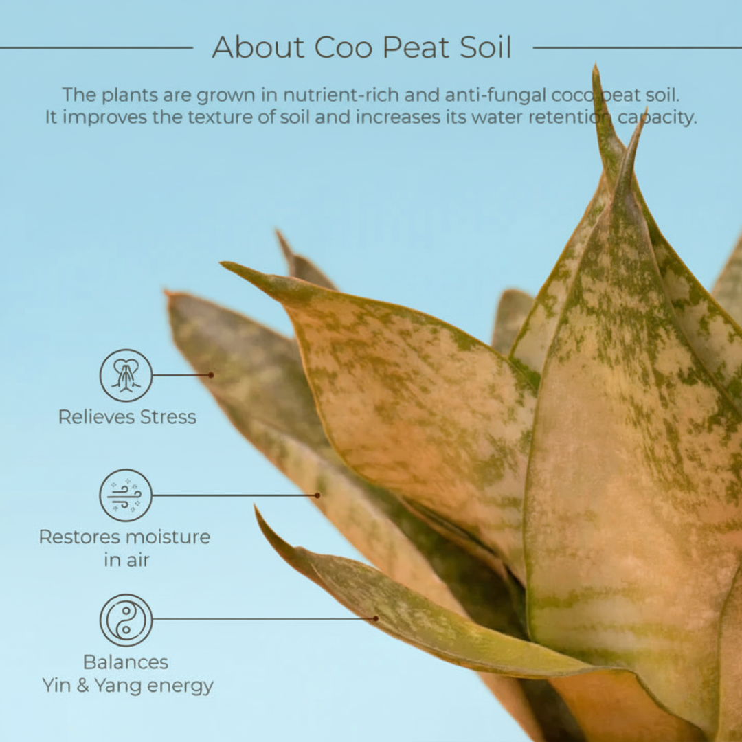 Snake Plant with Self Watering Pot