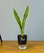 Snake Plant With Self Watering Pot