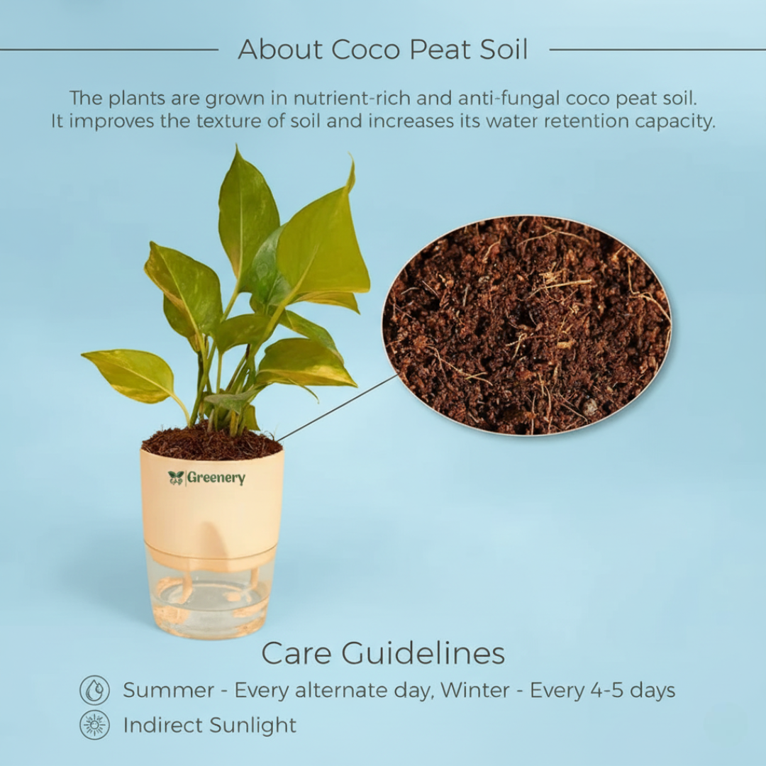 Money Plant with Self Watering Pot