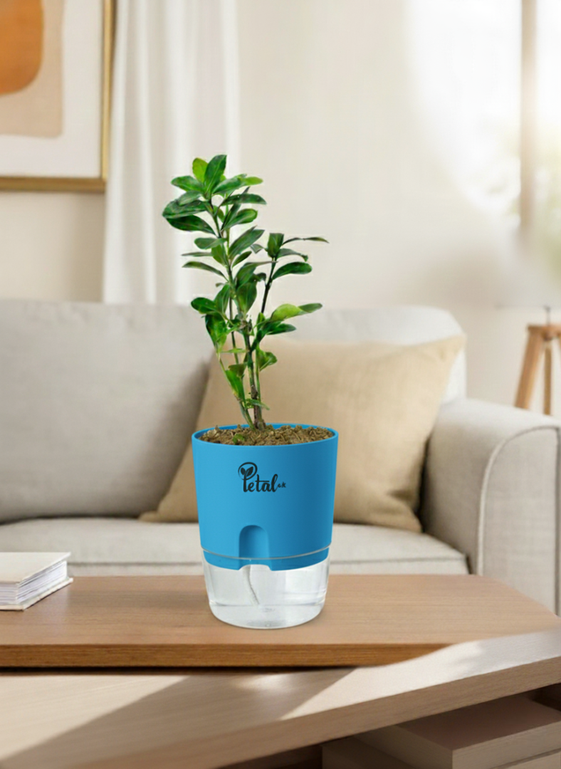 ZZ Plant with Self Watering Pot