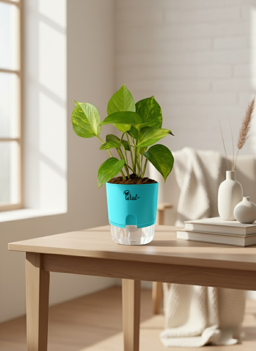 Money Plant with Self Watering Pot