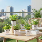 Set of 6 Air Purifier Indoor Plants – High Oxygen, Low Maintenance