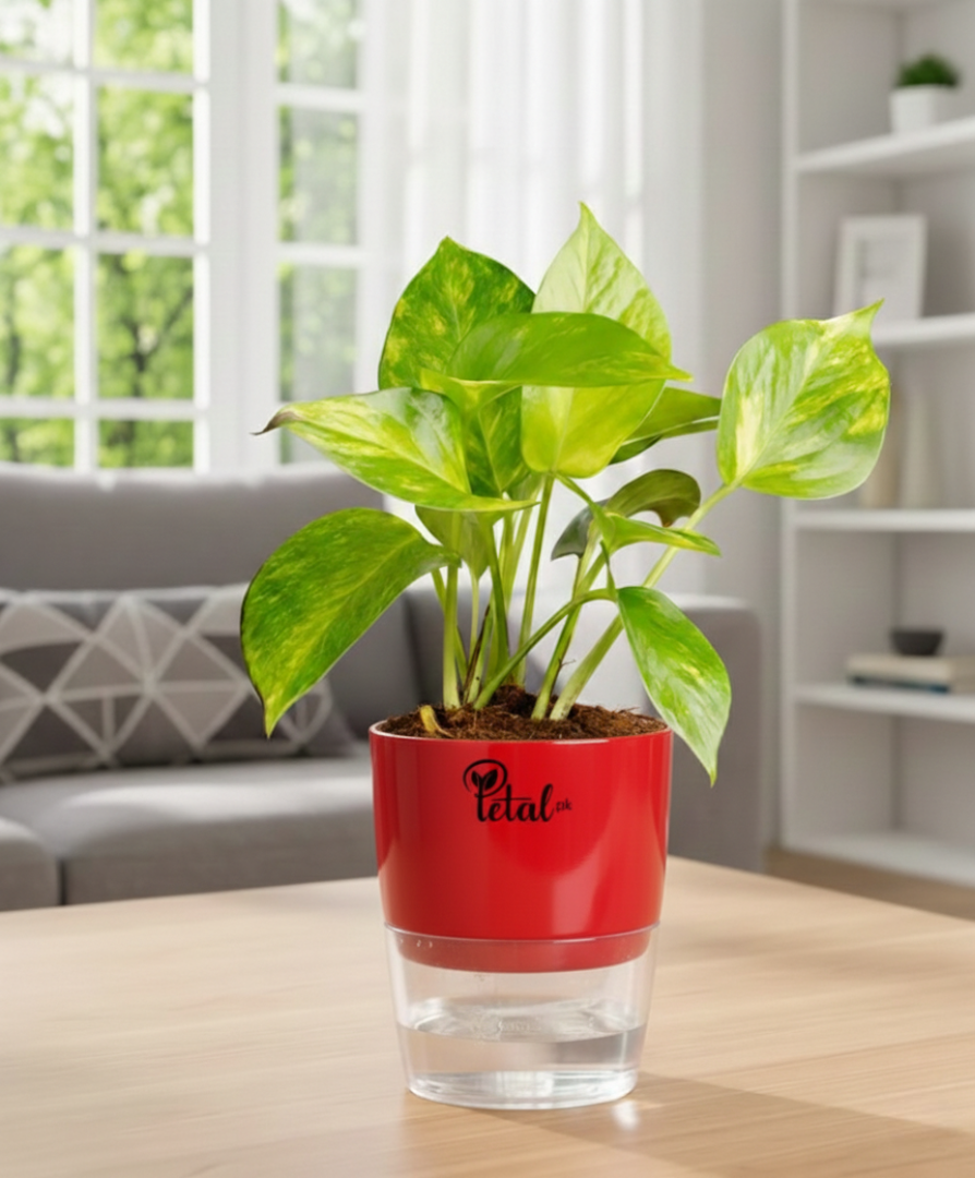 Money Plant With Self Watering Pot