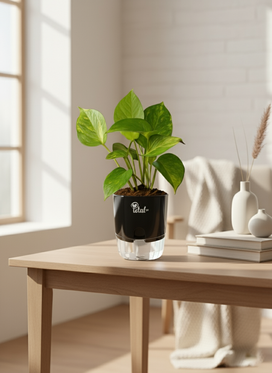 Money Plant with Self Watering Pot