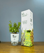 Jade Plant With Self Watering Pot Lucky Plant