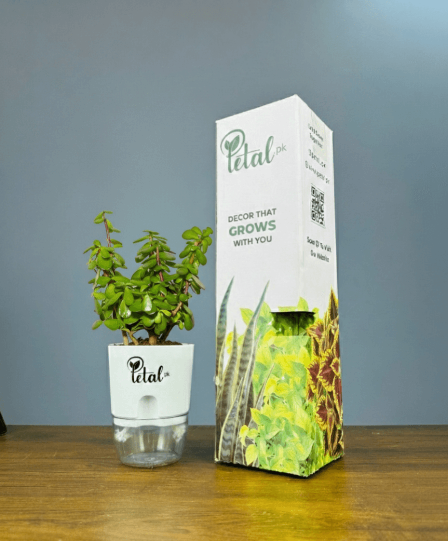 Jade Plant With Self Watering Pot Lucky Plant
