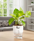 Money Plant With Self Watering Pot