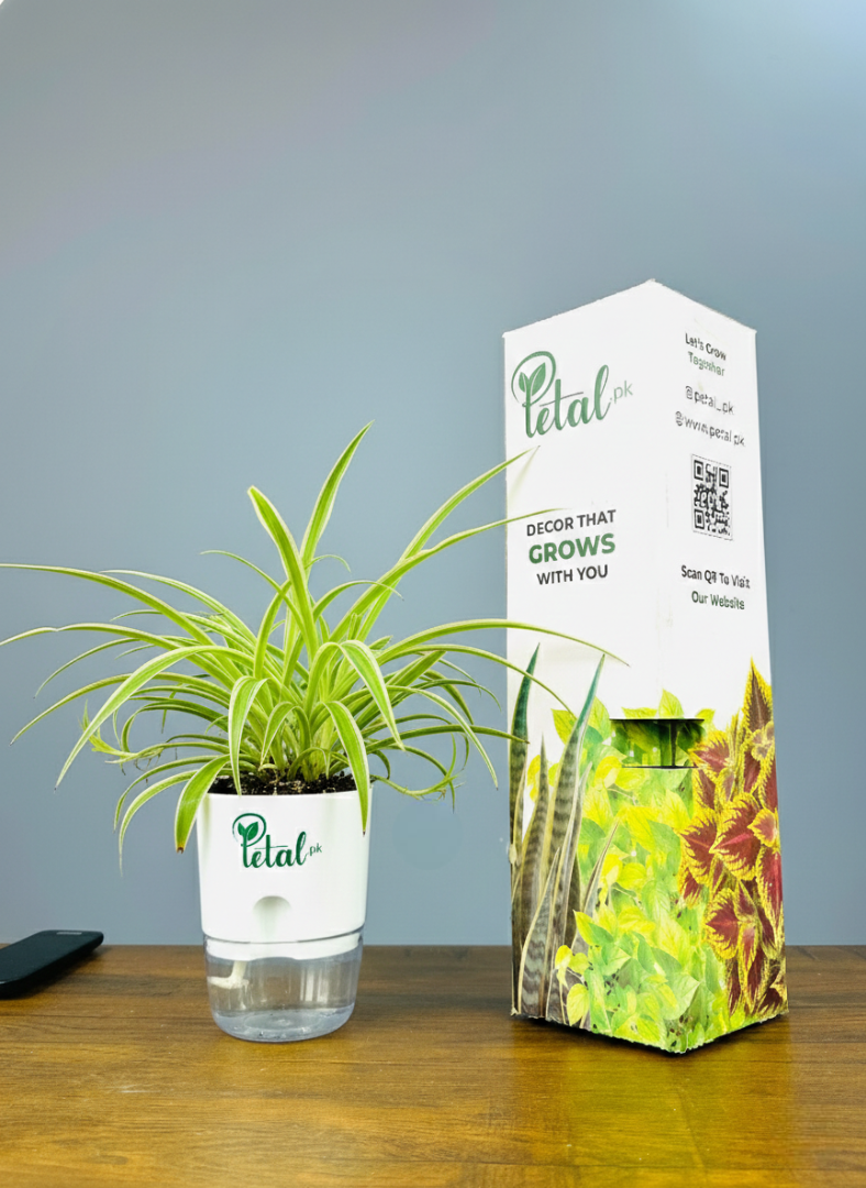 Bundle of 4 Plants with Self Watering Pots (Snake Plant, Jade Plant, Money Plant & Areca Plam)