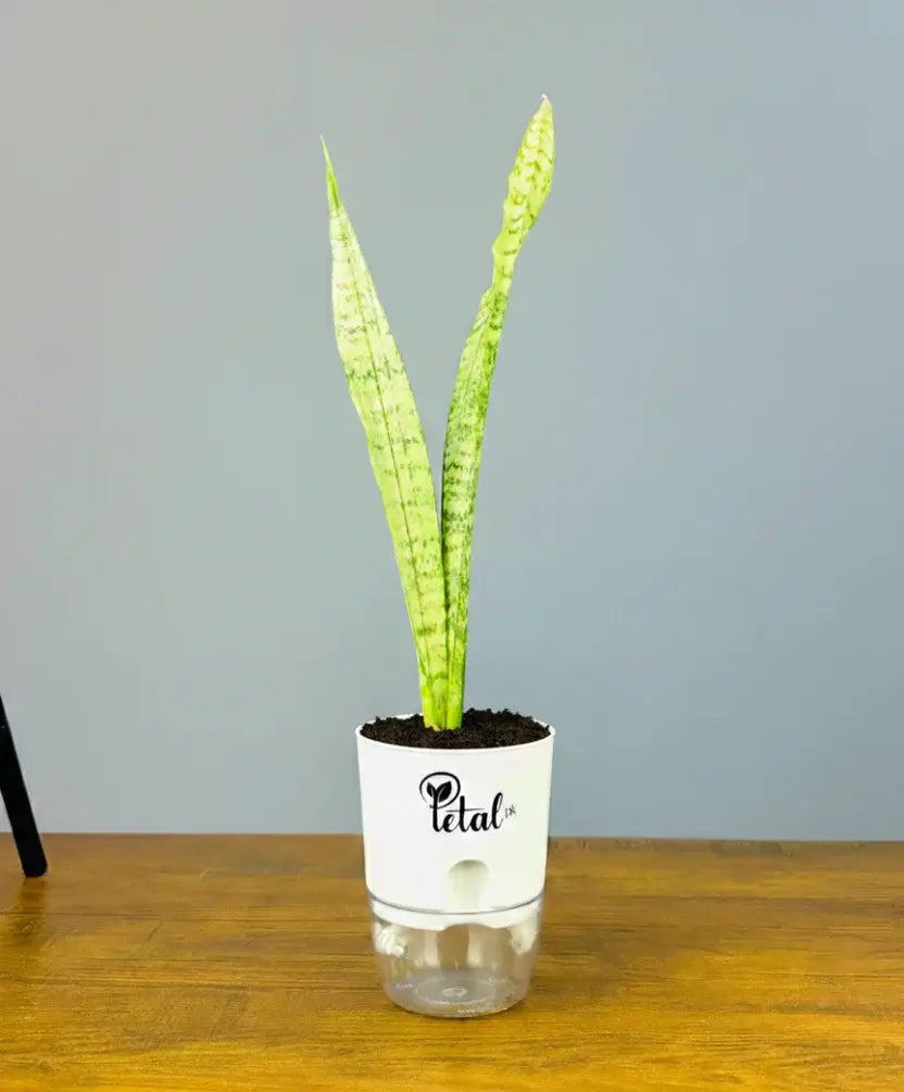 Sansevieria Snake Plant With Self Watering Pot