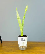 Sansevieria Snake Plant With Self Watering Pot