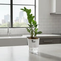 ZZ Plant with Self Watering Pot