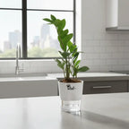 ZZ Plant with Self Watering Pot