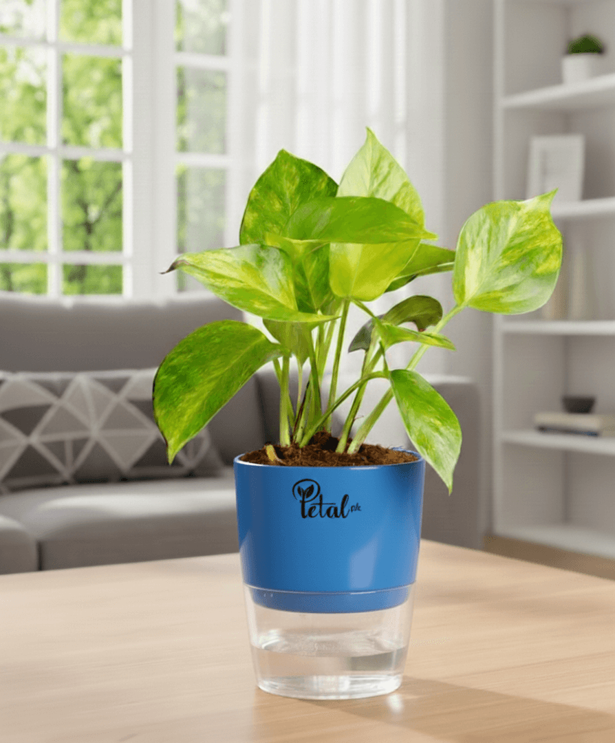 Money Plant With Self Watering Pot