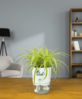 Spider Plant with Self Watering Pot