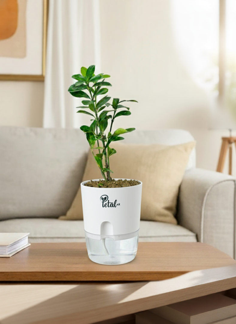ZZ Plant with Self Watering Pot