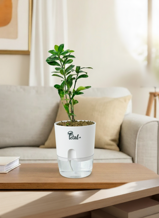 ZZ Plant with Self Watering Pot