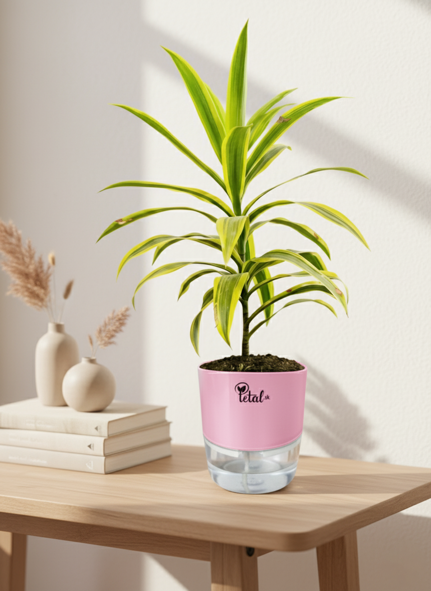 Dracaena reflexa With Self Watering Pot