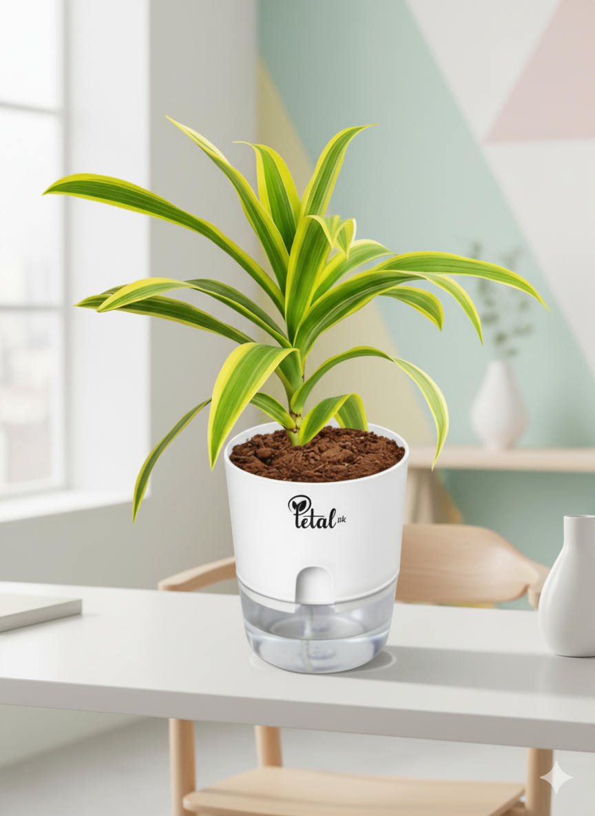 Dracaena reflexa With Self Watering Pot