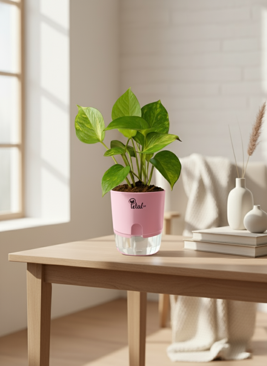 Money Plant with Self Watering Pot