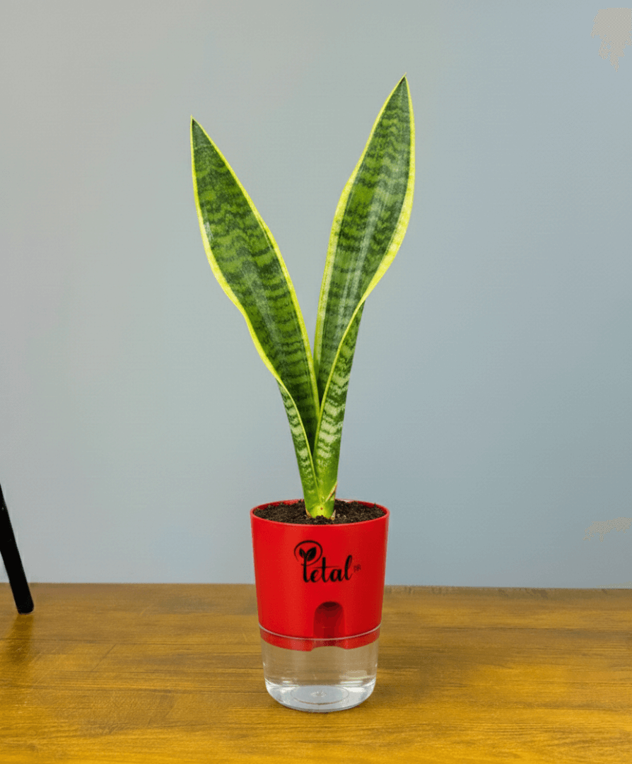 Snake Plant With Self Watering Pot