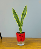 Snake Plant With Self Watering Pot