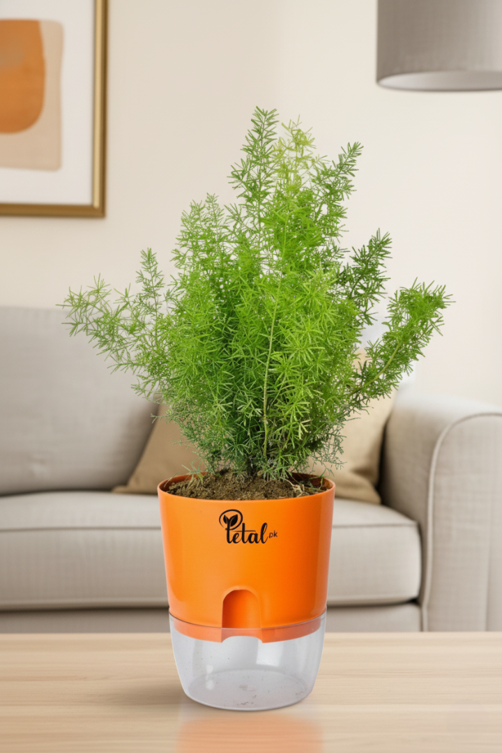 Asparagus Fern - With Self Watering pot