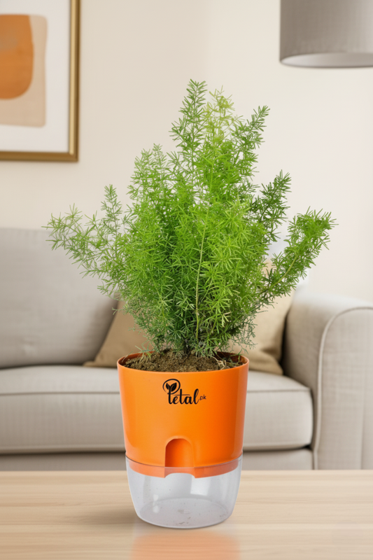 Asparagus Fern - With Self Watering pot