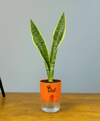 Snake Plant With Self Watering Pot