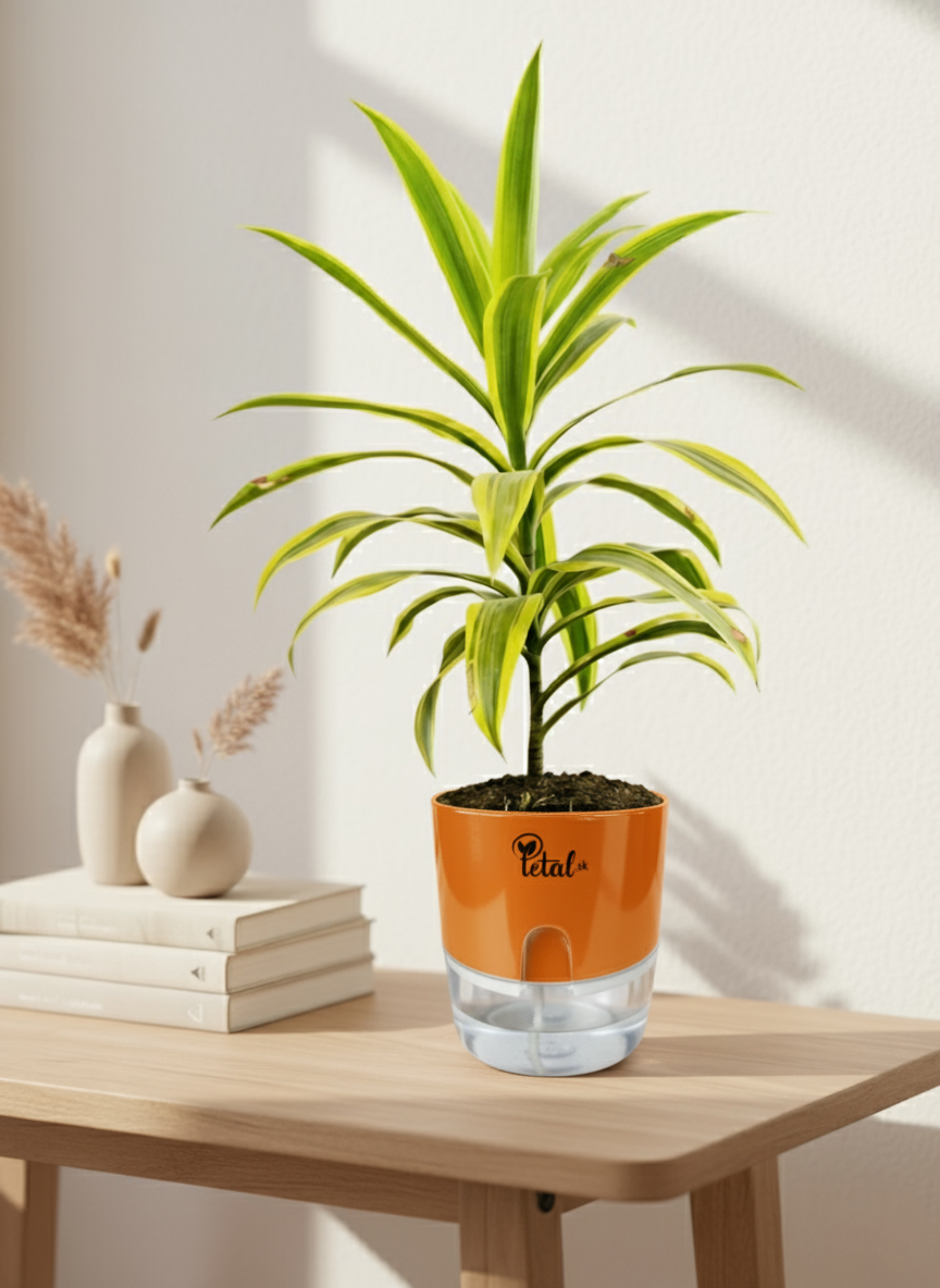 Dracaena reflexa With Self Watering Pot