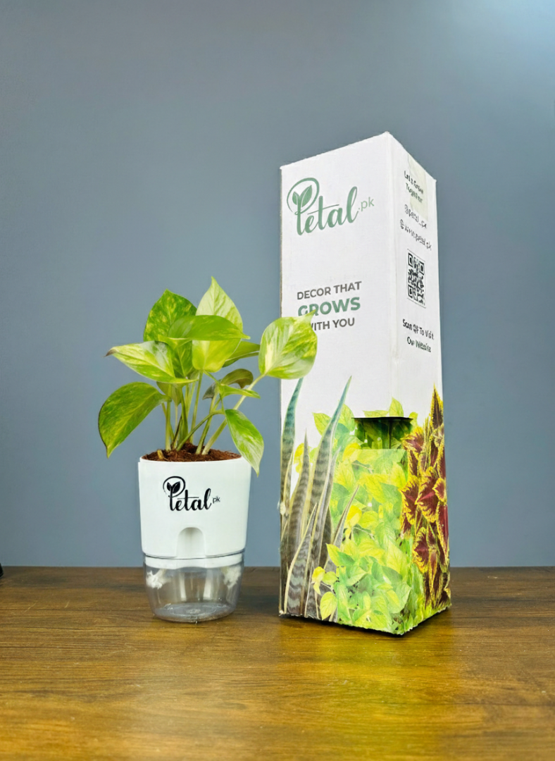 Bundle of 4 Plants with Self Watering Pots (Snake Plant, Jade Plant, Money Plant & Areca Plam)