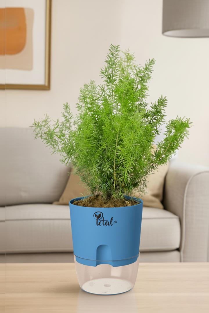 Asparagus Fern - With Self Watering pot