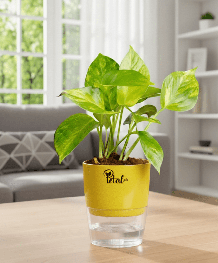 Money Plant With Self Watering Pot