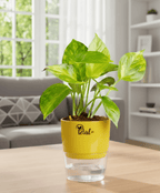 Money Plant With Self Watering Pot
